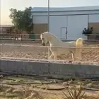 حصان وأهو البيع شعبي