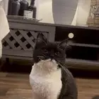 قط ذكر مطعم ومعقم