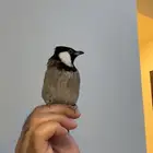 بلبول عربي او بلبل او نغري