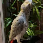 كاسكو مفقود بحي الشفاء قدام الاماره