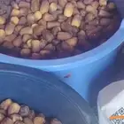 تمر محصول مزرعه كامل للبيع