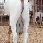 مشروع فحل بيشي صنف