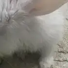 أرنب البينو أليف يعيش داخل البيت