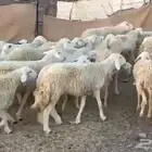 رخال حرش مراح