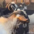 مطلوب معزا دفع ضان دجاج كميه