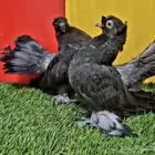 طبات الاسكا