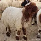 ذبائح محمد المطلق توصيل   تغليف مميز