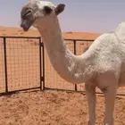 قعود. عطف كفو