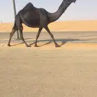 بكره مجهم كفووو