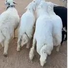 8خرفان ناهيه