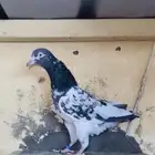 جوز أساس سيت ولا