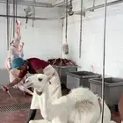 ربع حاشي بلدي لباني