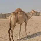 هجن عشراء كفو وبكر سابقه بيده