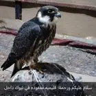 قليميه ضايعه داخل تبوك مفقوده