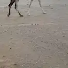 ناقه لقحه وعلى بعير ساسه رماني