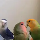 ابي طير زوز وليف مايعض