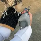 تدريب الطيور