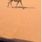 لقحه صفراء طيبه