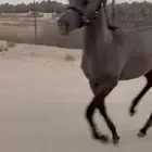 مهرة شعبية