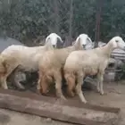 ثلاث إناثي