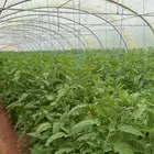 زيتون 1500 شجرة للبيع و الايجار مع ثلاث بيوت محميه