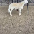 طلي فحل  صنف نادر