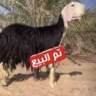 نجديه رباع دافع ( تم البيع )