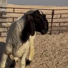 جذع صنف ادهم فحل غنم نعيم