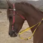 حصان شعبي