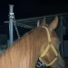 مهر