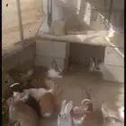أرانب للبيع