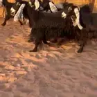 معزا عوارض مضاريع