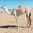 هجن