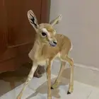 عاجل   مطلوب   غزال ريم