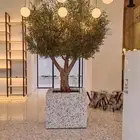 شجر زيتون جميع المقاسات