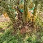 يوجد لدينا جميع انواع النخيل المثمر وتركيب الشبوك