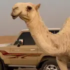 بكره باتليه للبيع تضريبه السنه الجايه
