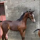 مهره شعبيه للبيع