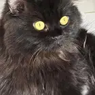 قطط للتبني في ولي العهد مكه المكرمه