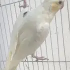 باستل فيس بصمه ذكر منتج