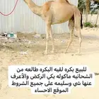 للبيع لقية جاهزه للمناخ