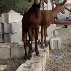 جفير دهم مقاني للبيع