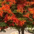 حتاج مزارع محميات ورقيات وفضل مصري صعيد