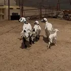 جذعة عليها طلي صغير وجامع عليها رخل كبيرة