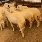 ثمانيه من البهم كفووو وعلى الشرط ونظاف