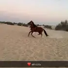 عسف خيول و تعليم التربيع