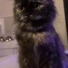 قطه انثى للتبني