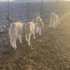 طليان وتيس