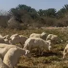 غنم حرية