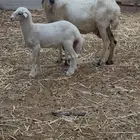 نعجه ميدية تحت طلي